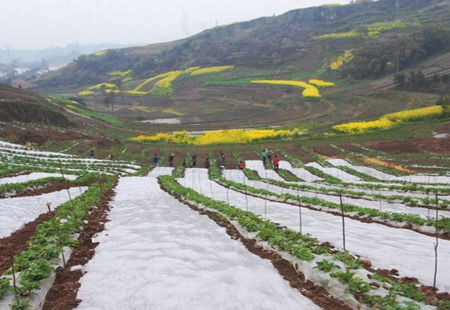 小雜糧受市場(chǎng)青睞 四川種植面積大幅增加