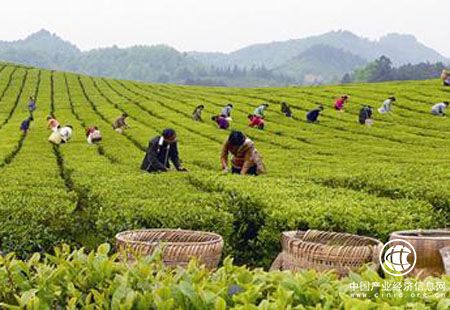 品牌影響力不足 中國(guó)茶出口非洲還需時(shí)日