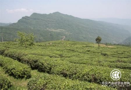 綠色食品基地建設(shè)開創(chuàng)四川雅安農(nóng)業(yè)發(fā)展新格局