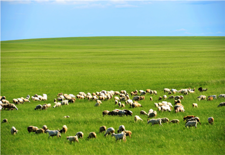 內蒙古呼倫貝爾農墾現(xiàn)代草牧業(yè)助推墾區(qū)保蓄