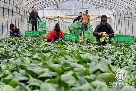 全國(guó)農(nóng)民專(zhuān)業(yè)合作社達(dá)193萬(wàn)多家 46.8％的農(nóng)戶(hù)入社