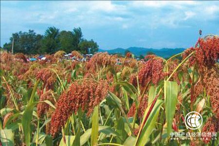 今年黑龍江省雜糧種植面積達700萬畝