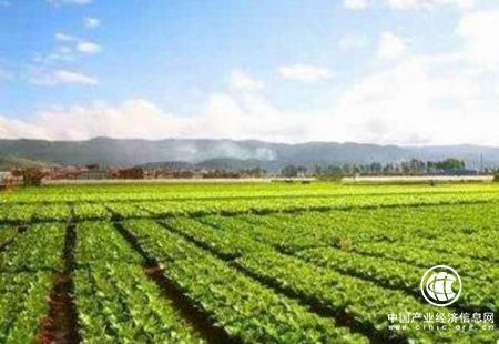 海南農(nóng)墾加快向現(xiàn)代農(nóng)業(yè)轉(zhuǎn)型升級