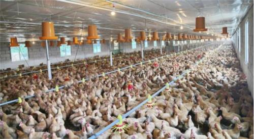 精準扶貧專訪｜從富樂到富足，富樂村村民是怎樣做到的？