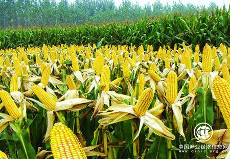 全國玉米高產(chǎn)紀(jì)錄再刷新 最高畝產(chǎn)達(dá)1517.11公斤