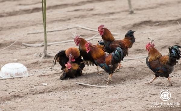 雞對這個世界如此重要，為什么卻被我們忽視