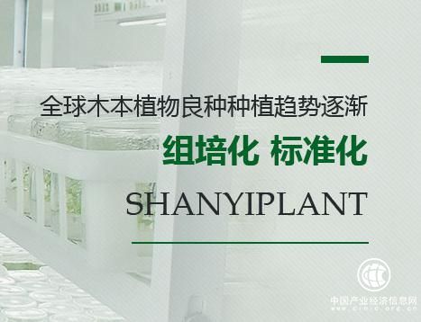 上海杉一植物普及東方衫在城市綠化中的作用