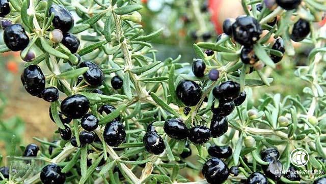平安好醫(yī)生：揭秘 黑枸杞比紅枸杞的養(yǎng)生功效要高很多？