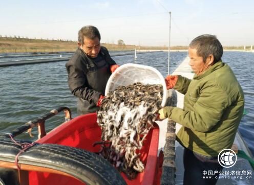 清洋湖:順應(yīng)市場(chǎng)養(yǎng)泥鰍，下活致富“棋”