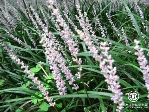 平安好醫(yī)生：喝茶你喝對了嗎？原來茶可以治病！