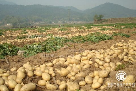 馬鈴薯主食化戰(zhàn)略助推貴州省威寧縣薯業(yè)升級(jí)