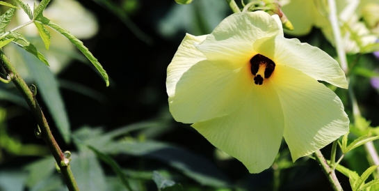 天然虞芙蓉，小花開出大產(chǎn)業(yè)