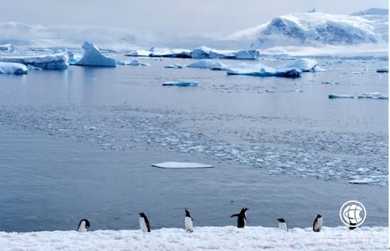 青島啤酒把歡聚帶到世界最南端，引領(lǐng)年輕人看世界，盡情舉杯！