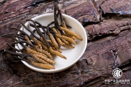 冬蟲夏草的高效利用看這家企業(yè)就夠了！