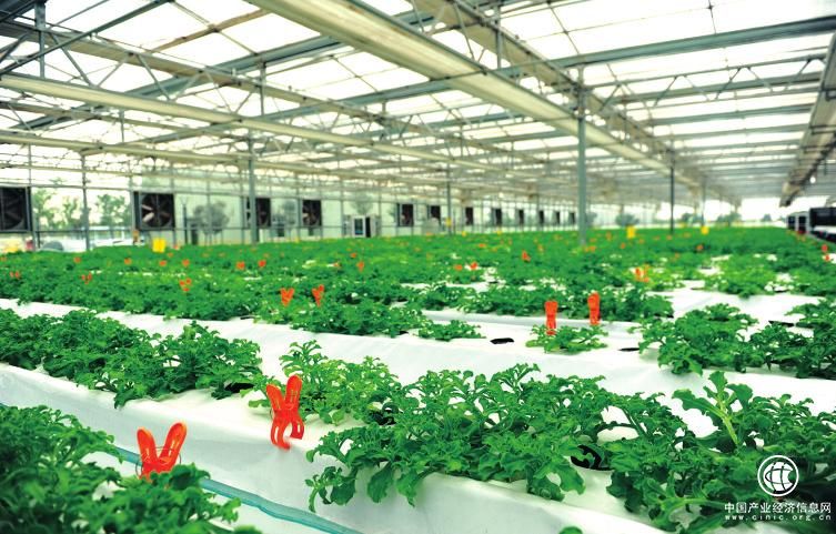 中國(guó)農(nóng)業(yè)科技為國(guó)際農(nóng)業(yè)合作注入“新力量”