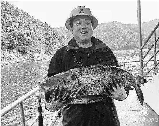 “中華一絕，巨網(wǎng)捕魚”千島湖2018年第一網(wǎng)喜獲大豐收
