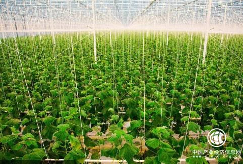 改變農(nóng)業(yè)結(jié)構(gòu)，激活市場(chǎng)，提升自身競(jìng)爭(zhēng)力是農(nóng)業(yè)發(fā)展的關(guān)鍵所在