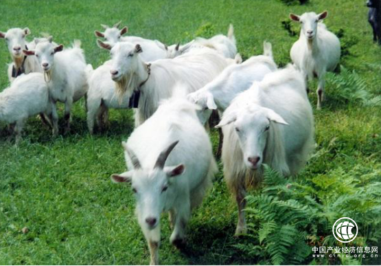 中國(guó)農(nóng)牧業(yè)開(kāi)發(fā)平臺(tái)，開(kāi)啟移動(dòng)互聯(lián)新世界