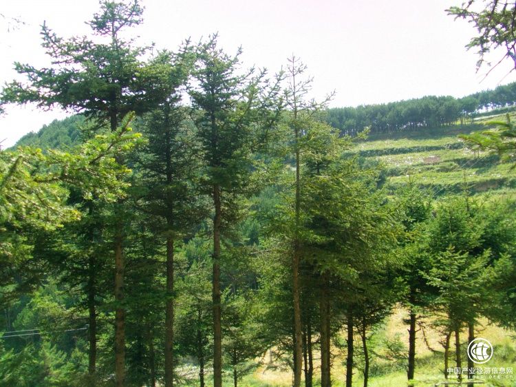 我國(guó)退耕還林工程總投入超過5000億元