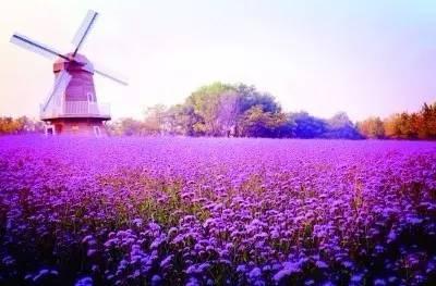 “賞花經(jīng)濟(jì)”傳遞哪些新信號(hào)？