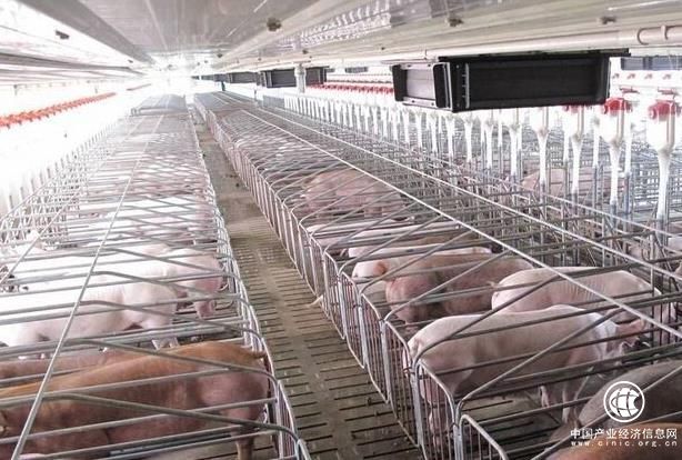 物聯(lián)網(wǎng)養(yǎng)豬：“養(yǎng)萬(wàn)頭豬只需1人”不是夢(mèng)