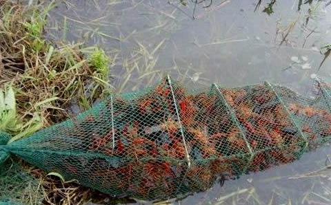 小龍蝦重金屬超標(biāo)、黃鱔避孕藥催肥等謠言不要再信啦！