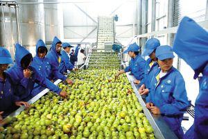 讓廣東農(nóng)業(yè)“鏈”全球的“共享工廠”，何以在海外受熱捧？