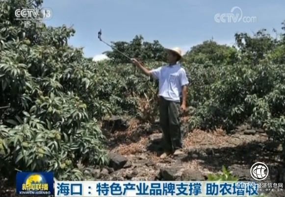 讓農(nóng)民錢袋子鼓起來：?？谔厣a(chǎn)業(yè)品牌支撐助農(nóng)增收