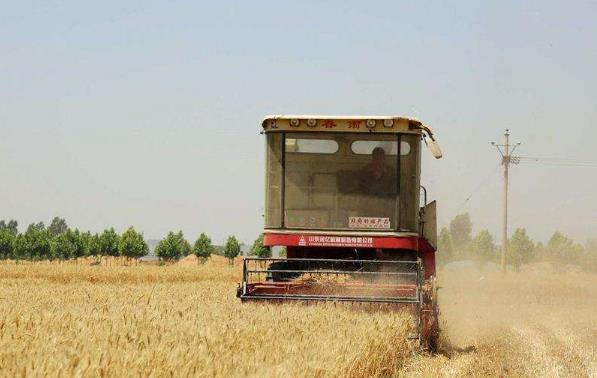 今年我國(guó)夏糧有望再獲豐收  小麥?zhǔn)袌?chǎng)價(jià)格保持穩(wěn)定