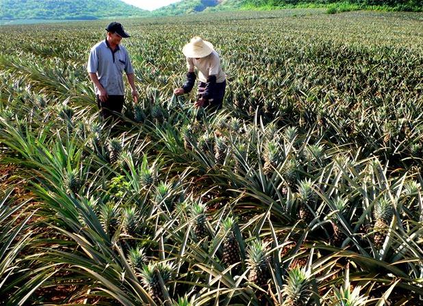 同一個(gè)縣菠蘿差價(jià)60倍：品種、特色決定銷售前景