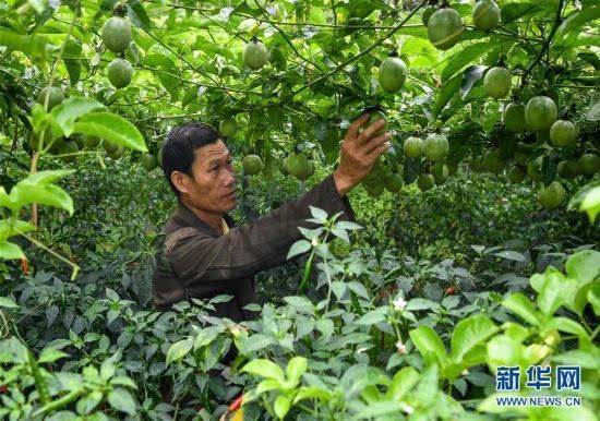 酷鋪等企業(yè)助銷(xiāo)五指山百香果