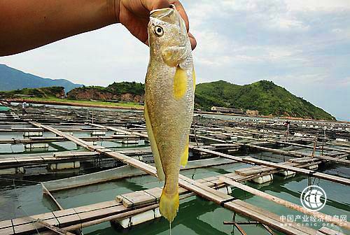 四川：三條冷水魚 游出大產(chǎn)業(yè)