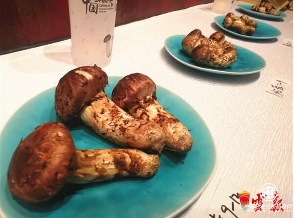 中國鮮菌季·及養(yǎng)堂香格里拉松茸啟動(dòng)會(huì)召開