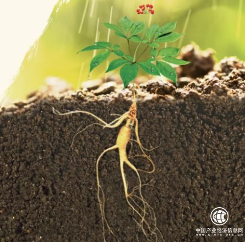 看野山參如何撬動(dòng)萬(wàn)億大健康藍(lán)海市場(chǎng)