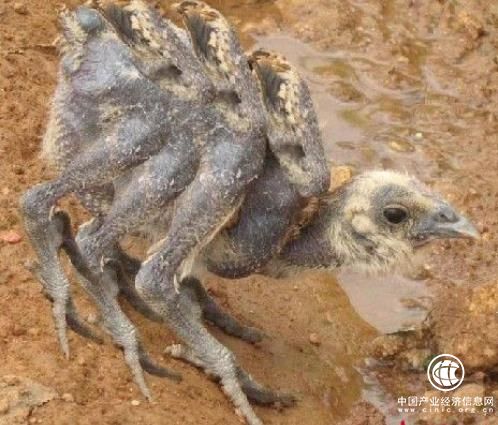 肉雞是激素催生的？還有多翅膀多條腿的變異雞？真相在這里