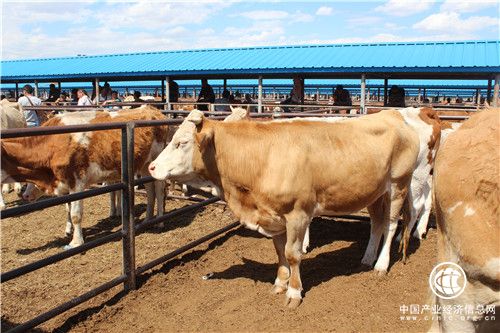 內(nèi)蒙古通遼市：黃牛之鄉(xiāng)“?！睔鉀_天