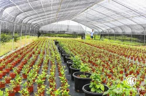 中國(guó)茉莉之鄉(xiāng)”廣西橫縣借“一帶一路”飄香世界