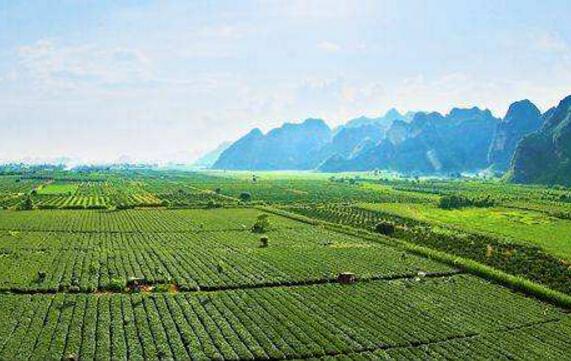 減貧路上，汗水繪就新生活