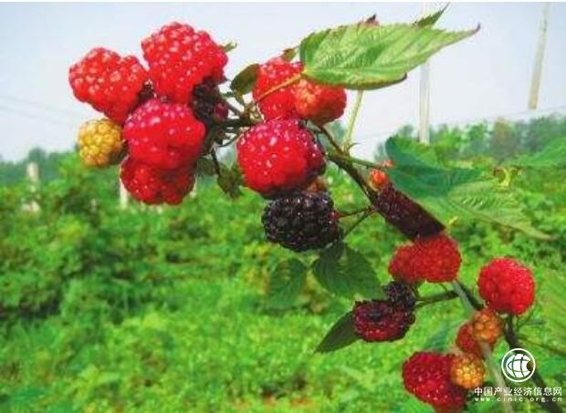 “中國(guó)樹莓之鄉(xiāng)”河南封丘：覆盆子變身聚寶盆