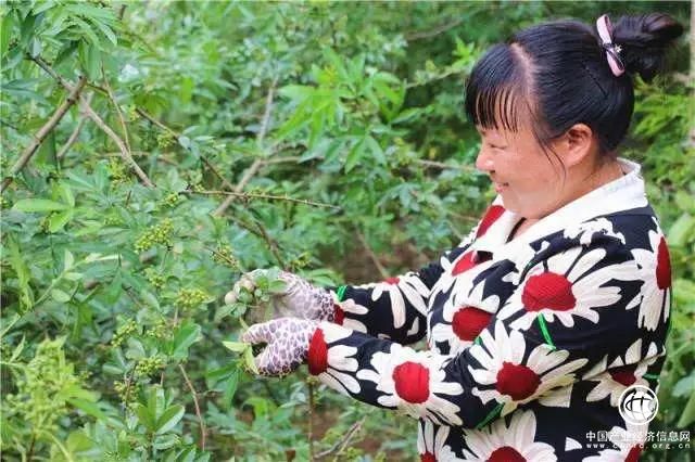 產值8.5億元！云南魯?shù)榘l(fā)展花椒產業(yè)帶動5.6萬人脫貧