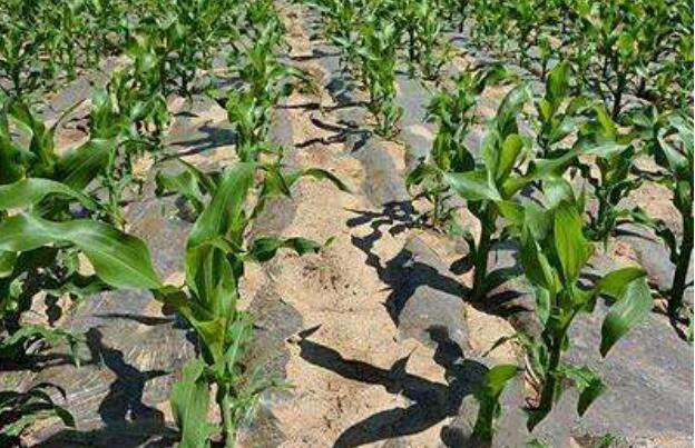 山西有機旱作農業(yè)發(fā)展發(fā)力