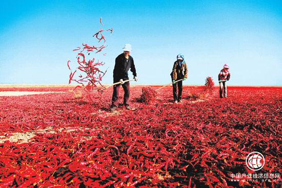 翼龍貸王思聰：互聯(lián)網(wǎng)+農(nóng)村金融 專注服務(wù)三農(nóng)