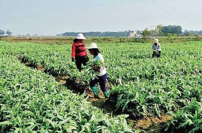 近期蔬菜價格上漲，到底咋回事？專家：9月上旬或回歸預期