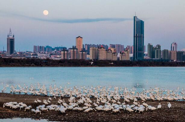 河南三門(mén)峽：“天鵝之城”的黃金產(chǎn)量連續(xù)35年全國(guó)第二