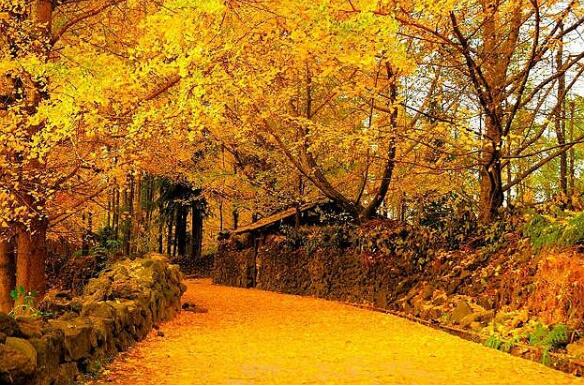 云南騰沖：小樹葉如何鼓起“錢袋子”？