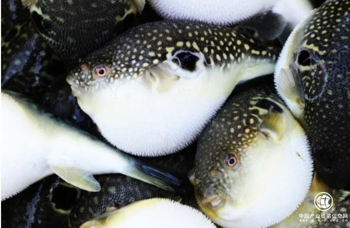 河豚以預(yù)制菜形式“游”向全國