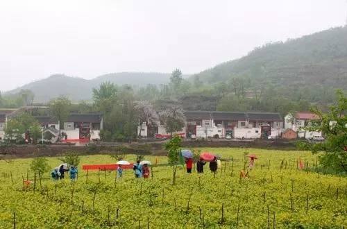 《河南省旅游條例》4月1日起施行 重點(diǎn)培育鄉(xiāng)村旅游、民宿旅游