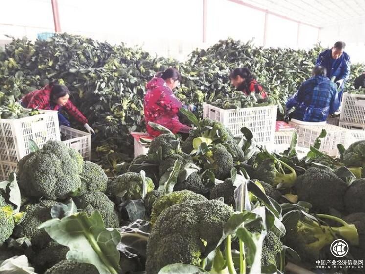 浙江臨海：“中國(guó)西藍(lán)花之鄉(xiāng)”如何突圍？