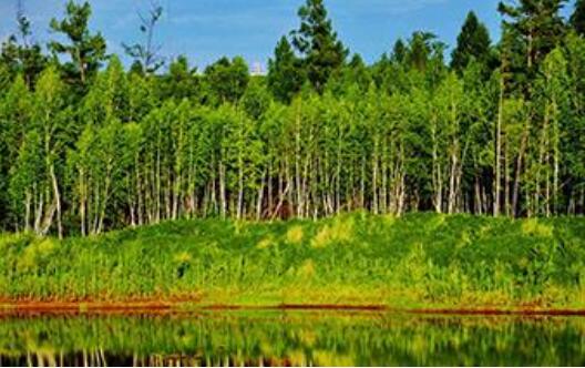 重點(diǎn)國(guó)有林區(qū)改革取得重要進(jìn)展