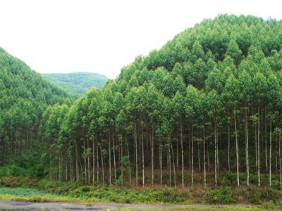 高標準打造國家儲備林示范項目 四川發(fā)展多措并舉筑牢地方生態(tài)基礎